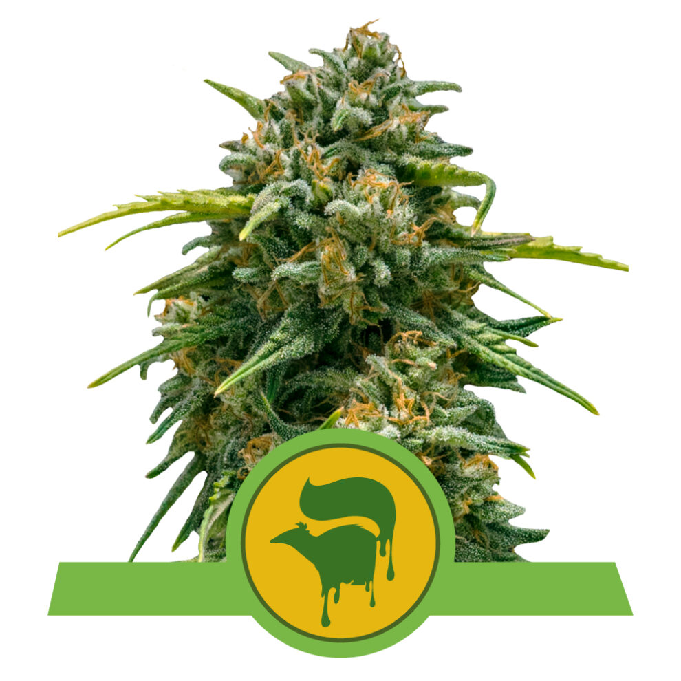 Sweet Skunk Auto Premium Seed Bank Best Feminized Seeds Seed Bank