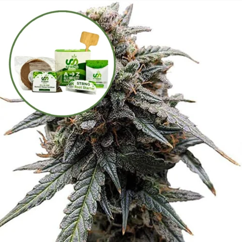 Sweet Tooth Strain Grow Kit