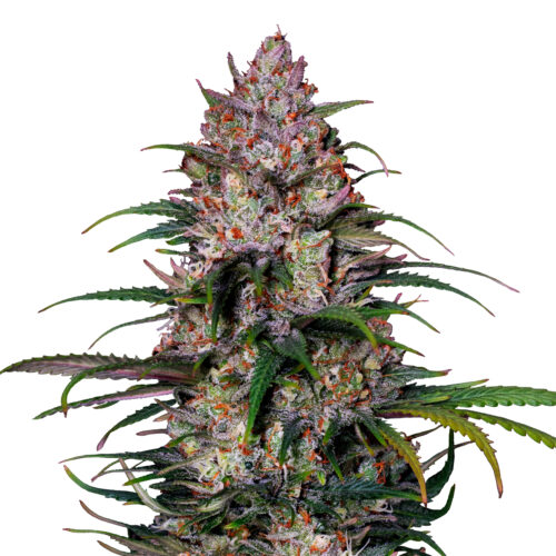 Sweet ZZ - Premium Seed Bank | Best Feminized Seeds | Seed Bank USA ...