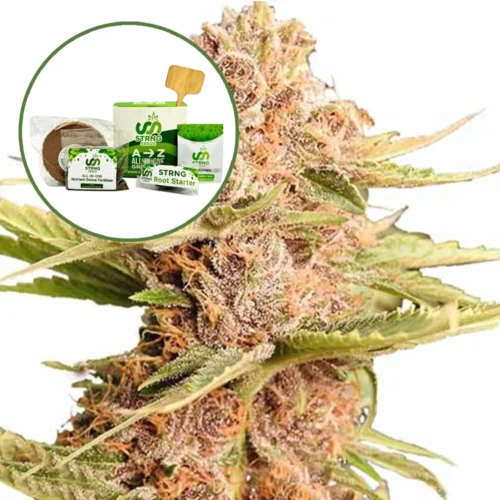 THCA Girl Scout Cookie Strain Grow Kit