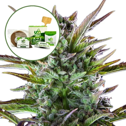 THCA Pineapple OG Strain Grow Kit