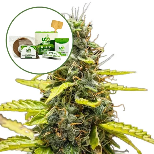 THCA Runtz Strain Grow Kit