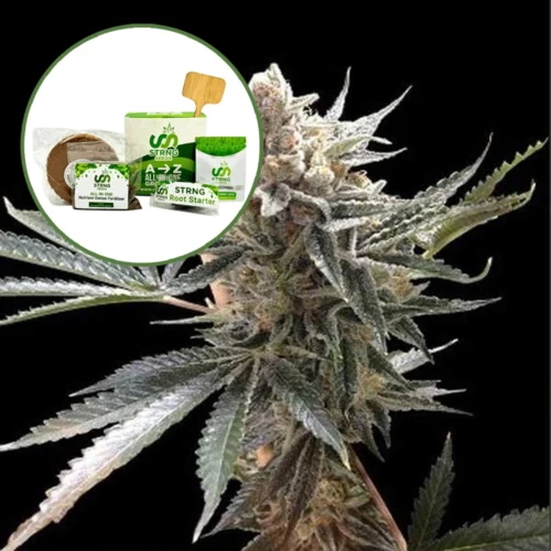 Tangie Strain Grow Kit