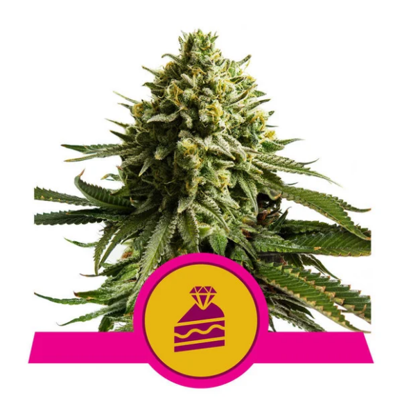 Wedding Cake - Premium Hemp Seeds | Best Feminized Seeds | Seed Bank ...