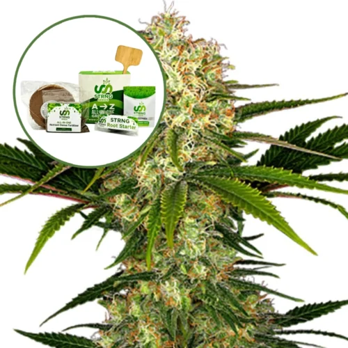 White Ice Strain Grow Kit