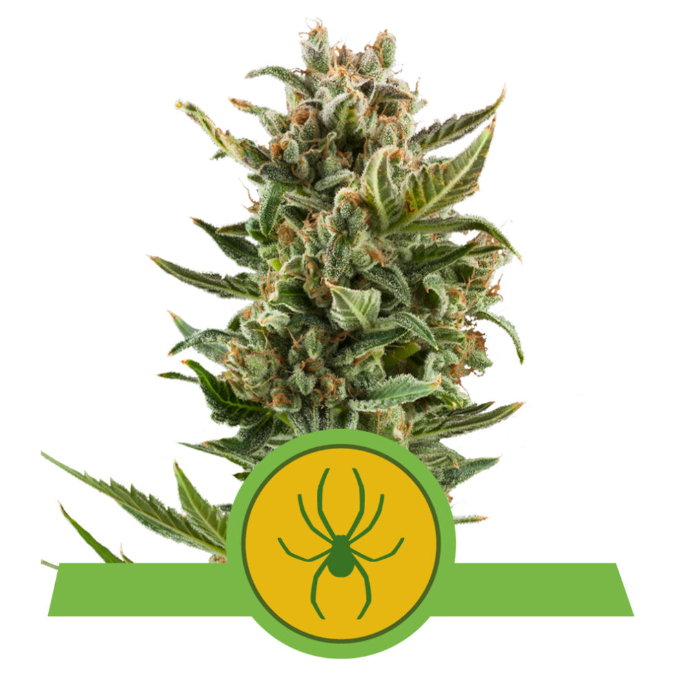 White Widow Auto Premium Seed Bank Best Feminized Seeds Seed Bank