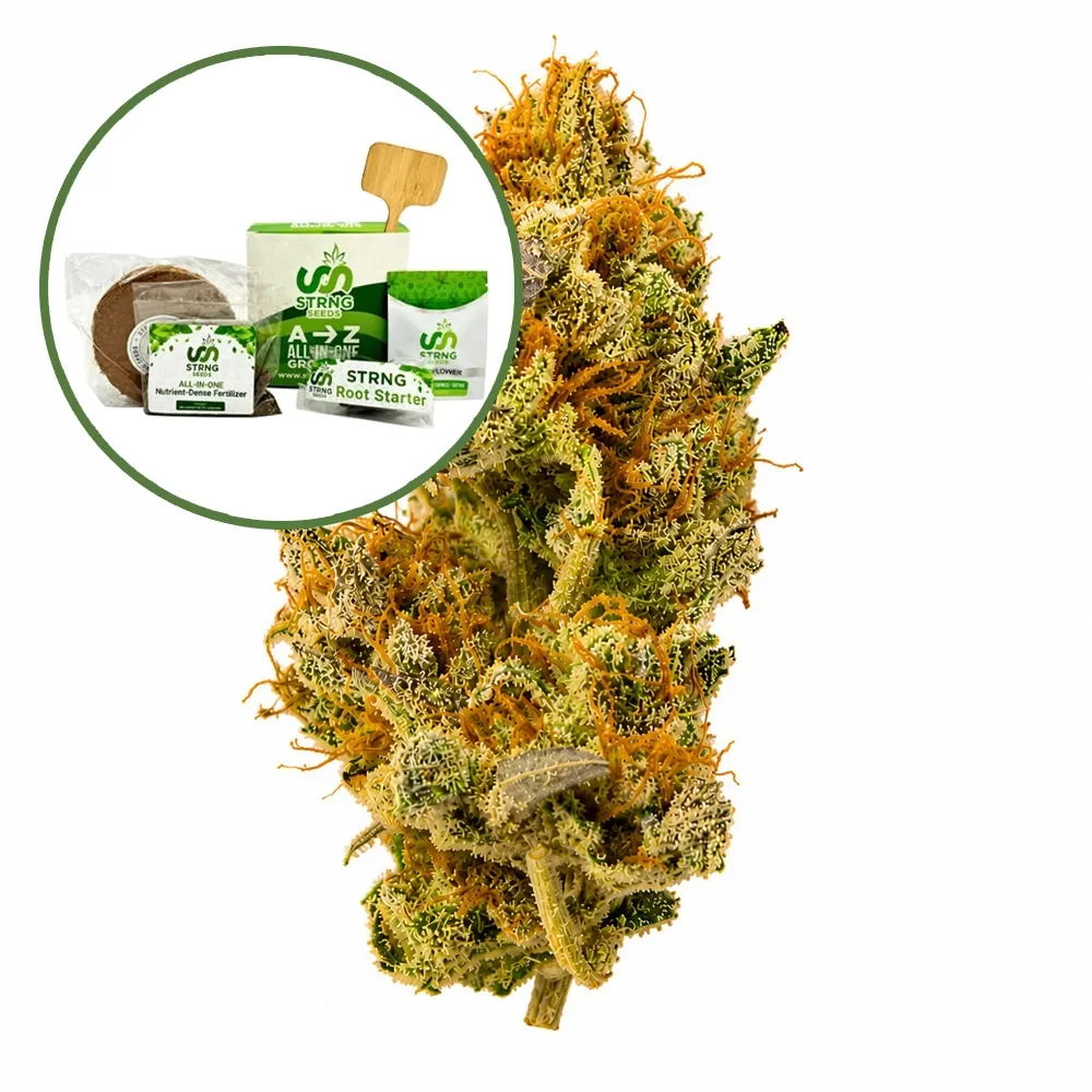 White Widow Auto Beginner Grow Kit