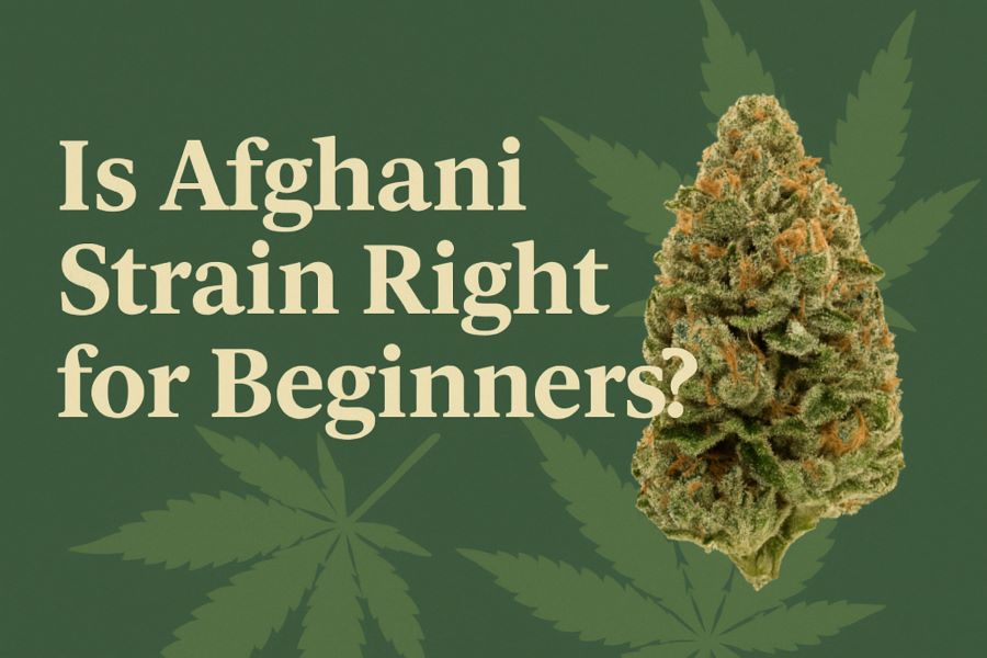 Is Afghani Strain Right for Beginners?