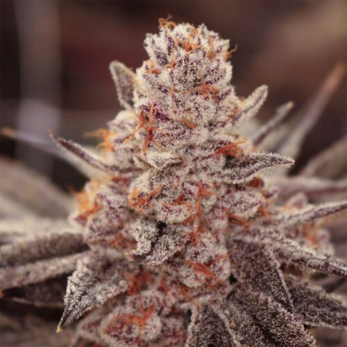 Lovin’ In Her Eyes – Boardwalk Bubba