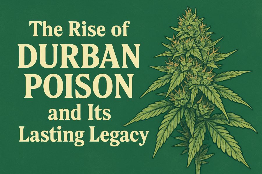 The Rise of Durban Poison and Its Lasting Legacy