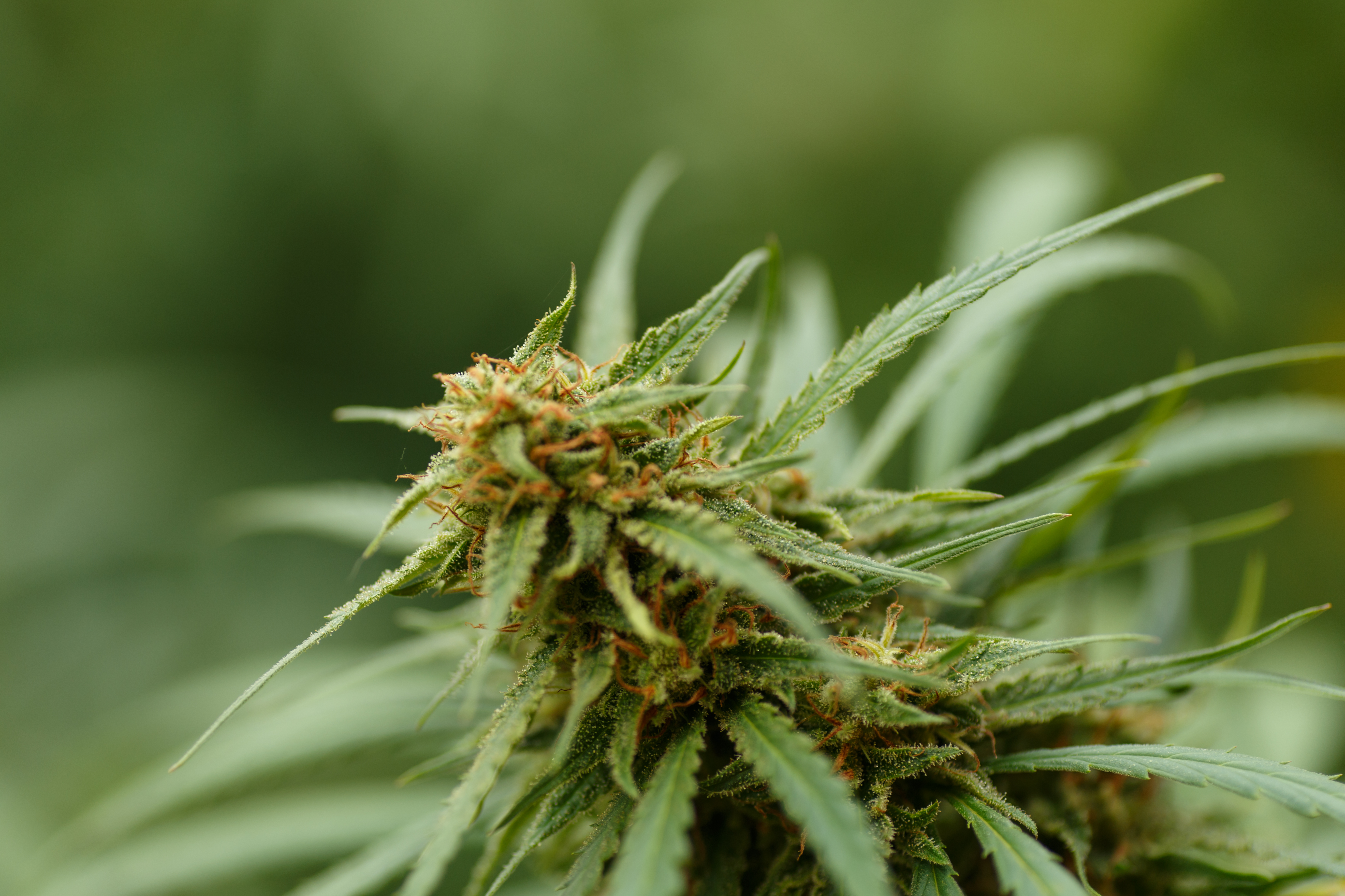 /