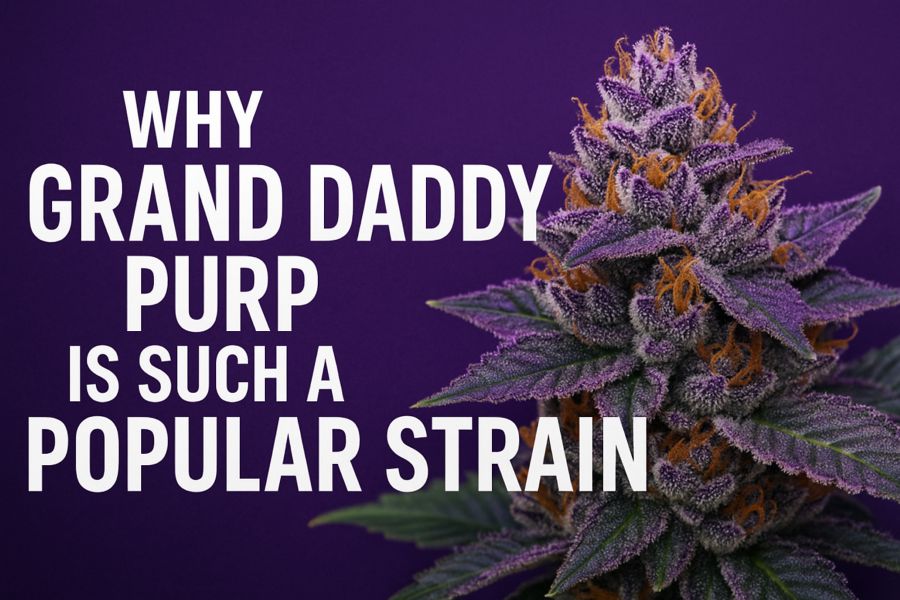 Why Grand Daddy Purp Is Such a Popular Strain