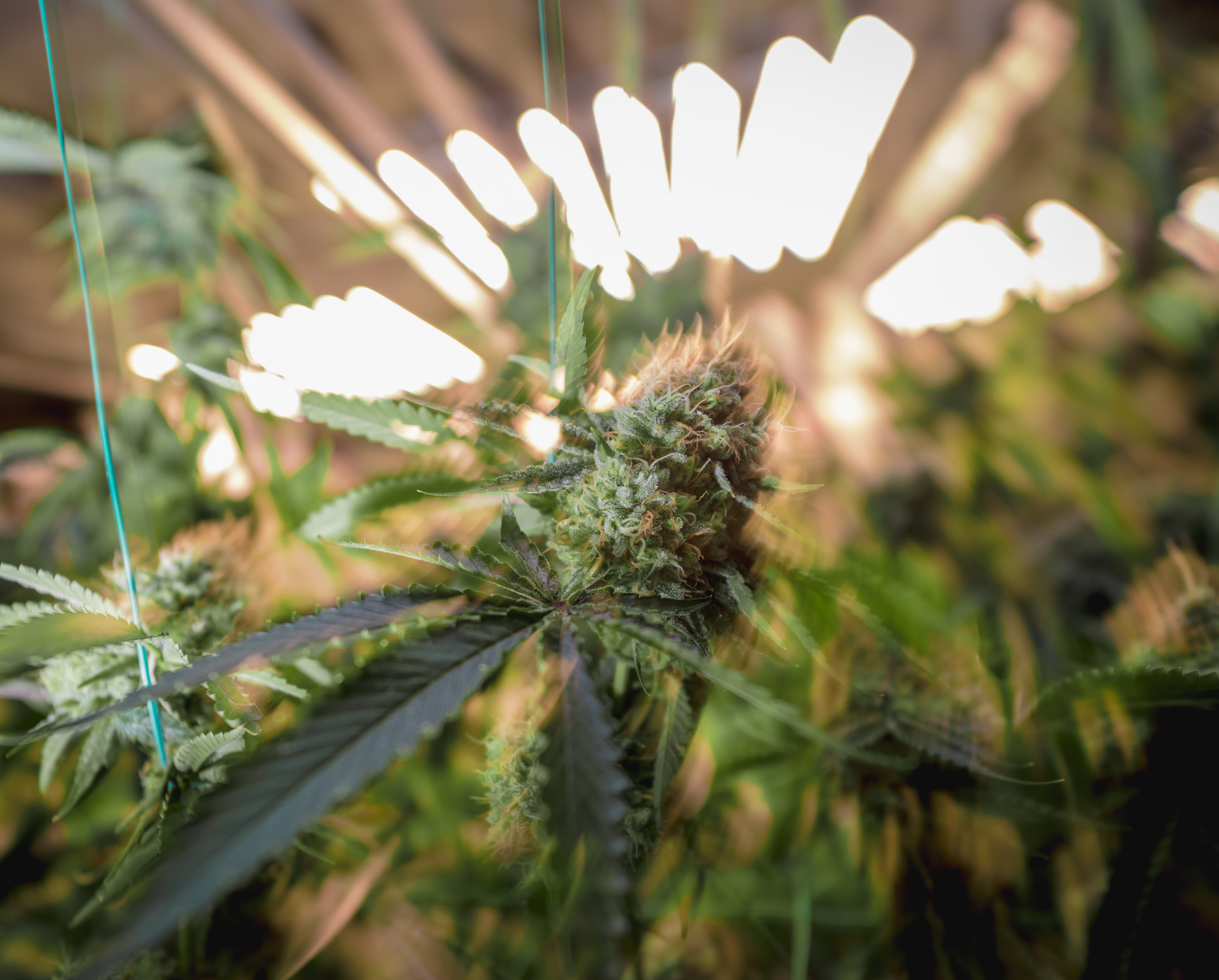 /