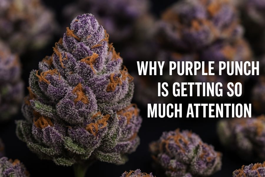 Why Purple Punch Is Getting So Much Attention