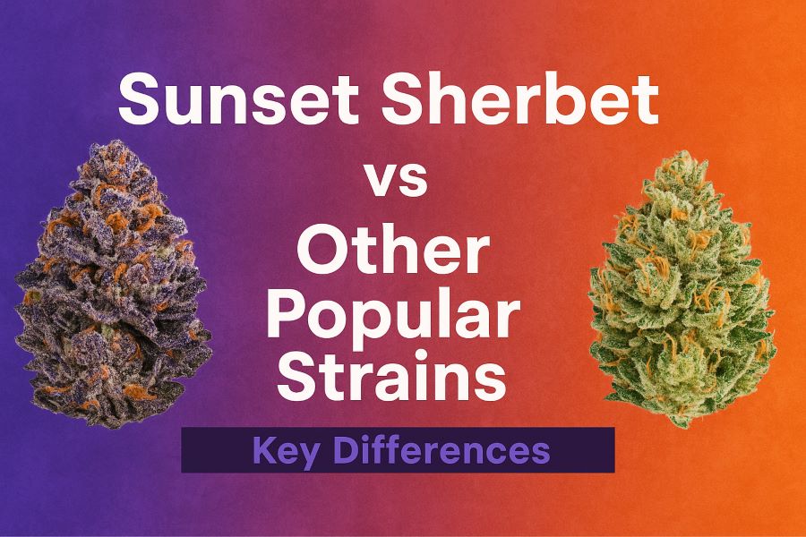 Sunset Sherbet vs Other Popular Strains: Key Differences
