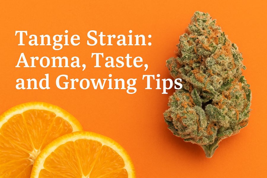 Tangie Strain: Aroma, Taste, and Growing Tips