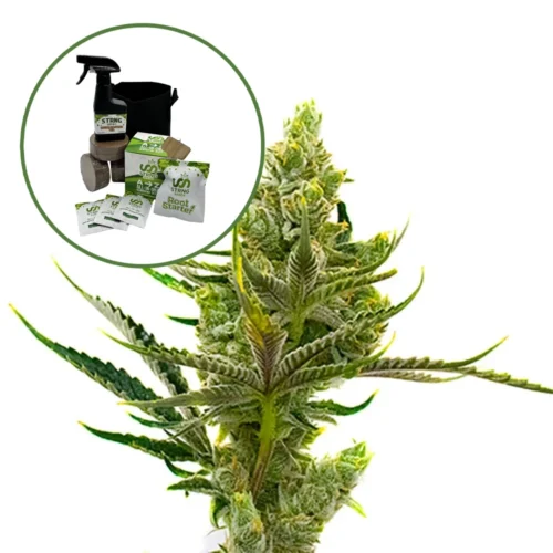 24K Gold Auto High Yield Grow Kit