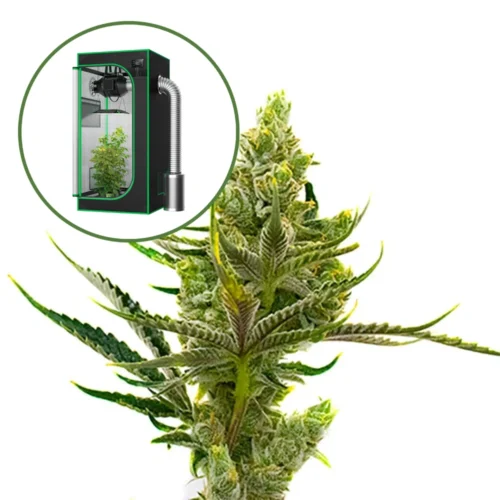 24K Gold Auto Platinum Indoor Grow Bundle