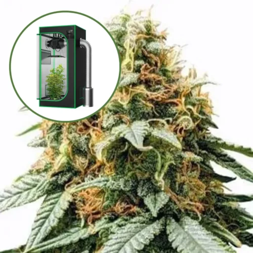 Acapulco Gold Auto Platinum Indoor Grow Bundle