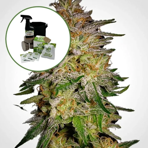 Agent Orange Auto High Yield Grow Kit