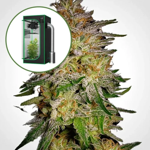 Agent Orange Auto Platinum Indoor Grow Bundle