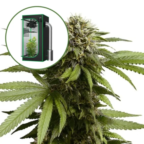 Apple Fritter Auto Platinum Indoor Grow Bundle