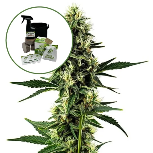 Aurora Indica Auto High Yield Grow Kit