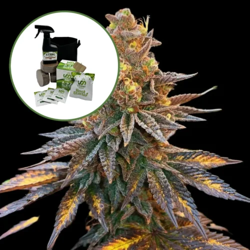 Banana Hammock Auto High Yield Grow Kit