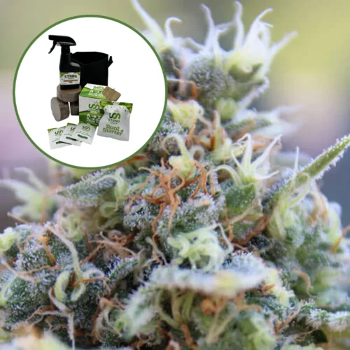 Banana Kush Auto High Yield Grow Kit