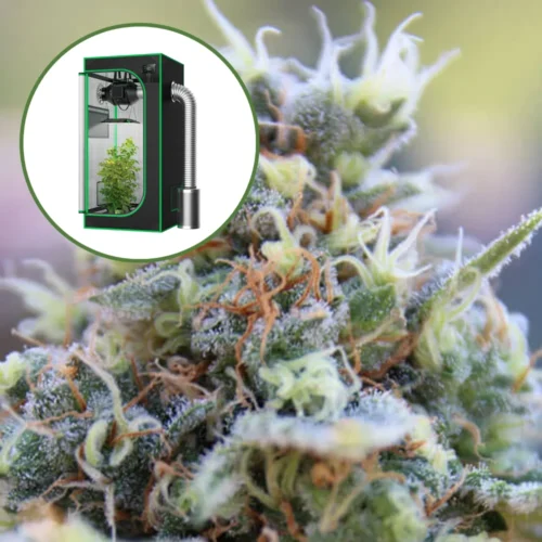 Banana Kush Auto Platinum Indoor Grow Bundle