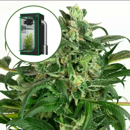 Banana OG Auto Platinum Indoor Grow Bundle