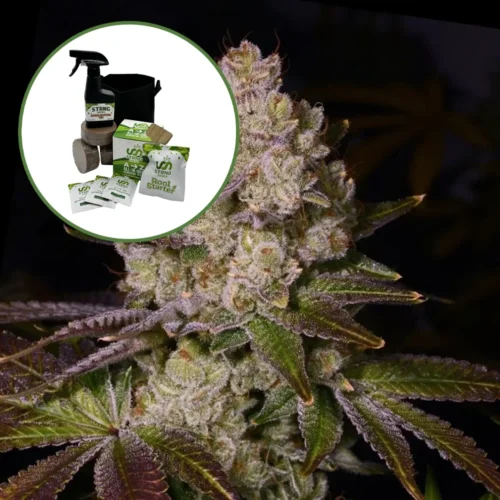 Berry Pie Auto High Yield Grow Kit