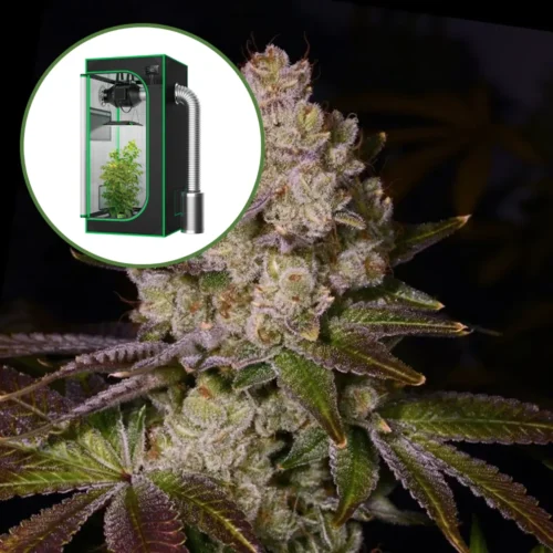 Berry Pie Auto Platinum Indoor Grow Bundle