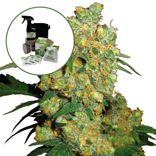 Big Bud Auto High Yield Grow Kit