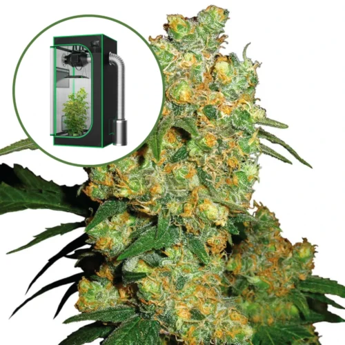 Big Bud Auto Platinum Indoor Grow Bundle