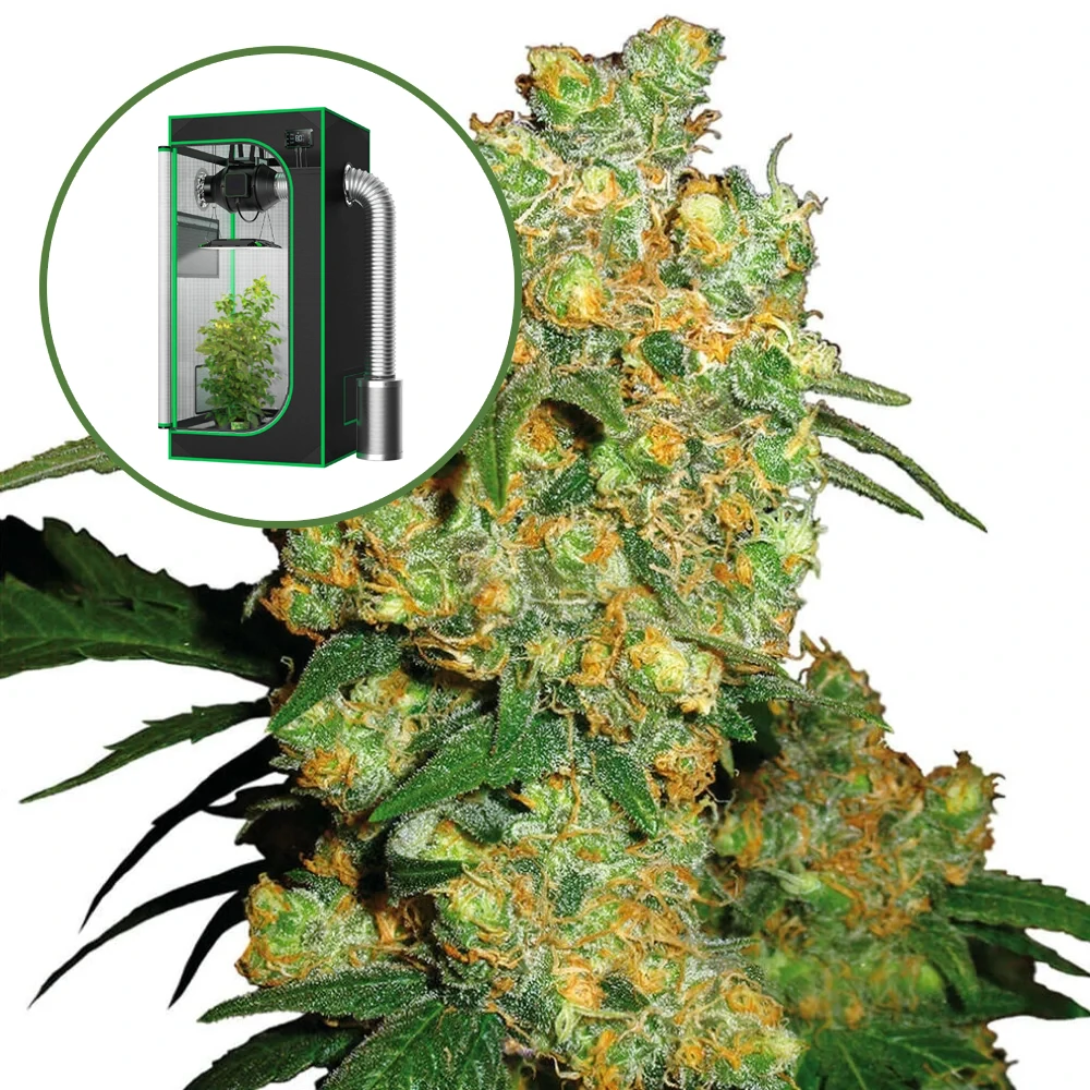 Big Bud Auto Platinum Indoor Grow Bundle