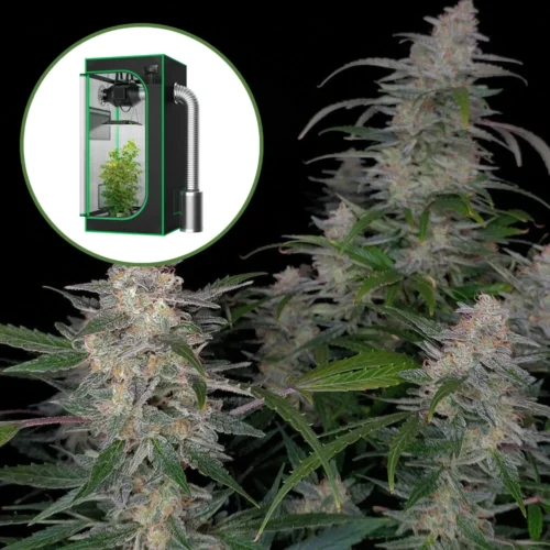 Biscotti Auto Platinum Indoor Grow Bundle