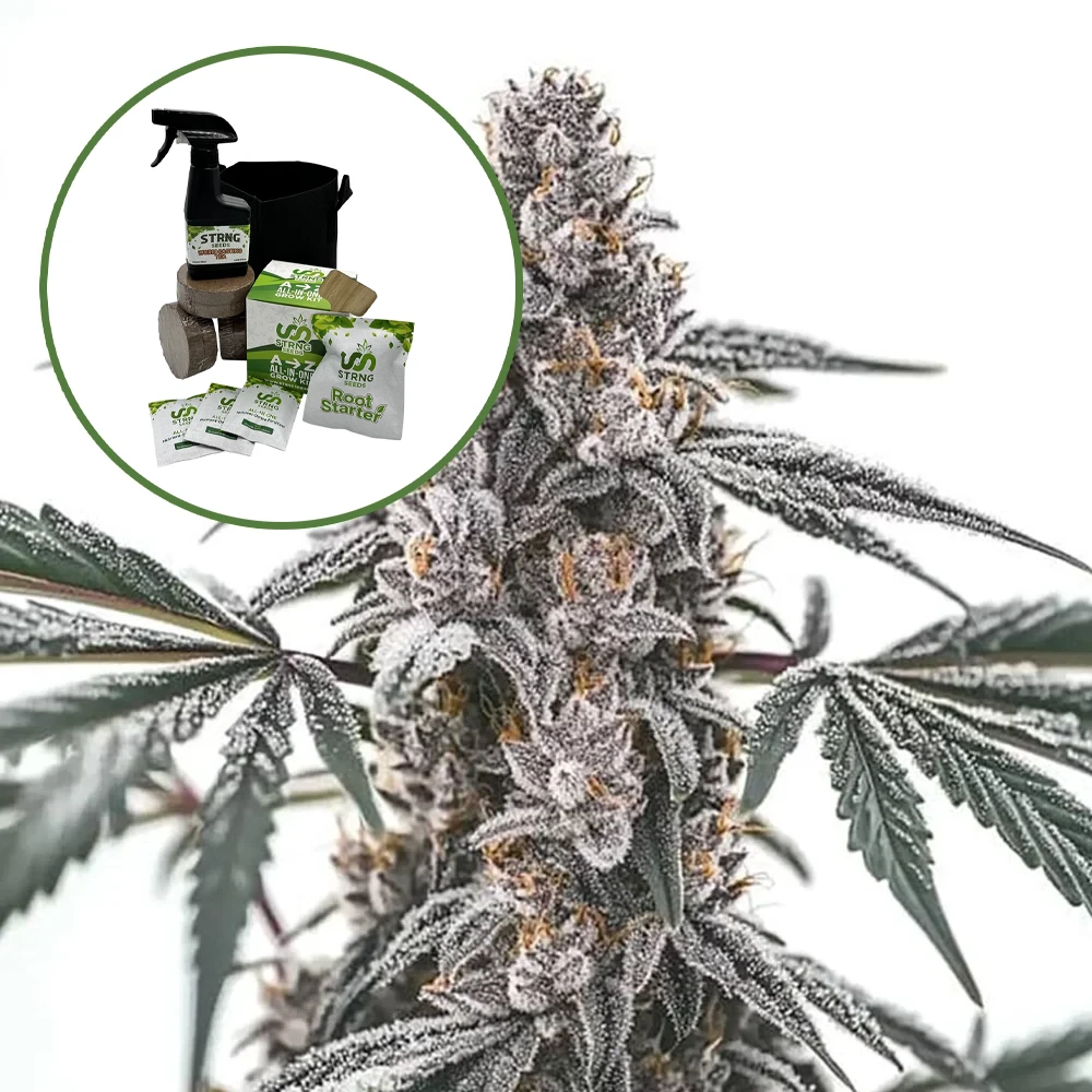 Black Widow Auto High Yield Grow Kit