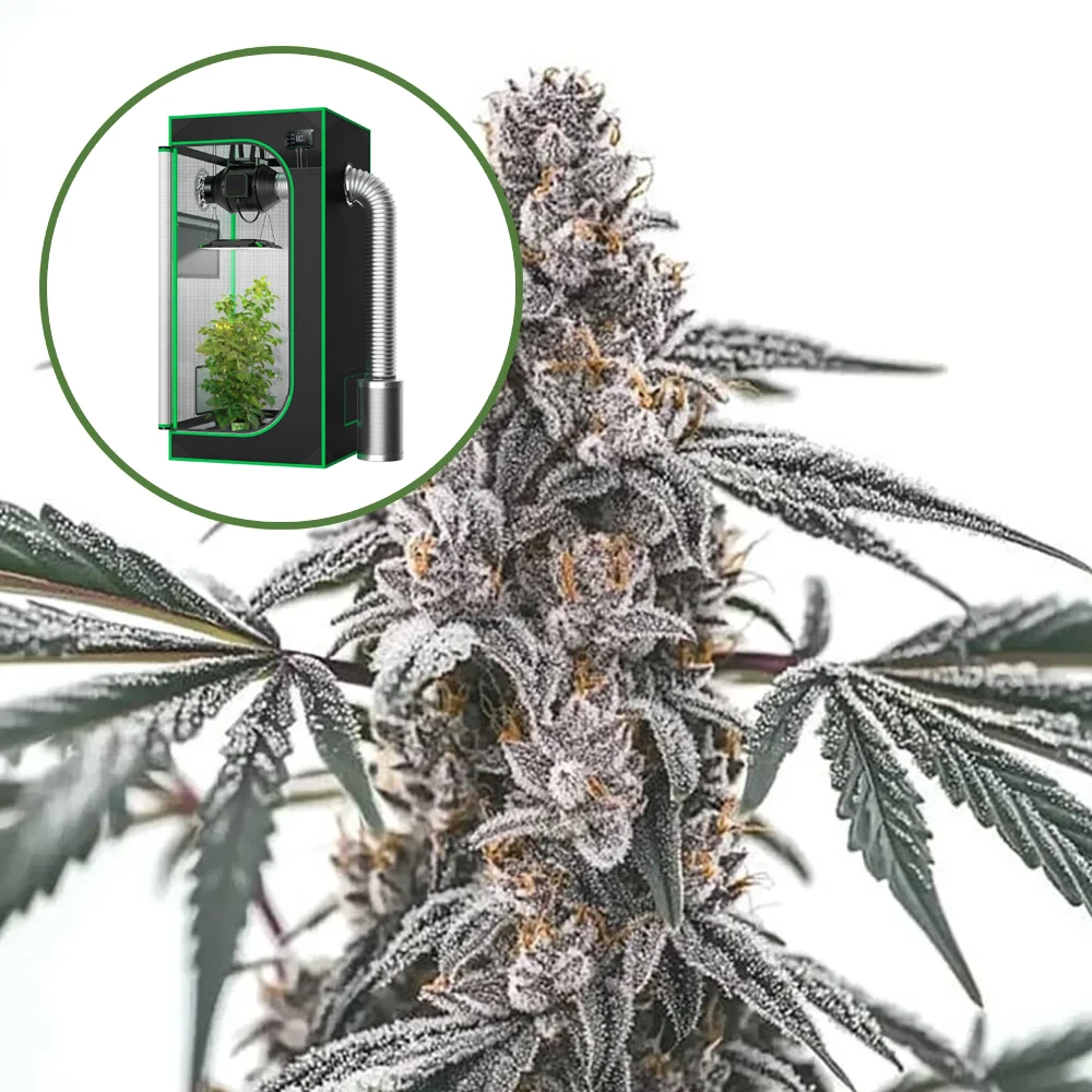 Black Widow Auto Platinum Indoor Grow Bundle