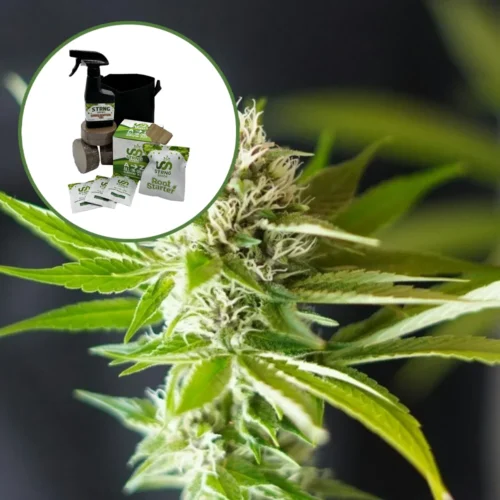 Blue Dream x Northern Lights Auto High Yield Grow Kit