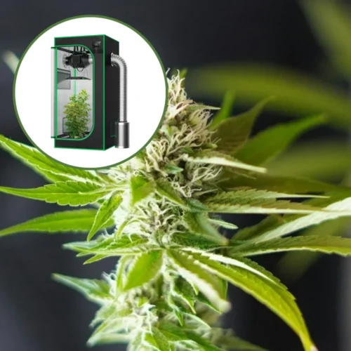 Blue Dream x Northern Lights Auto Platinum Indoor Grow Bundle