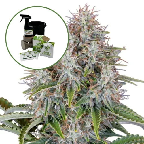 Blue Haze Auto High Yield Grow Kit