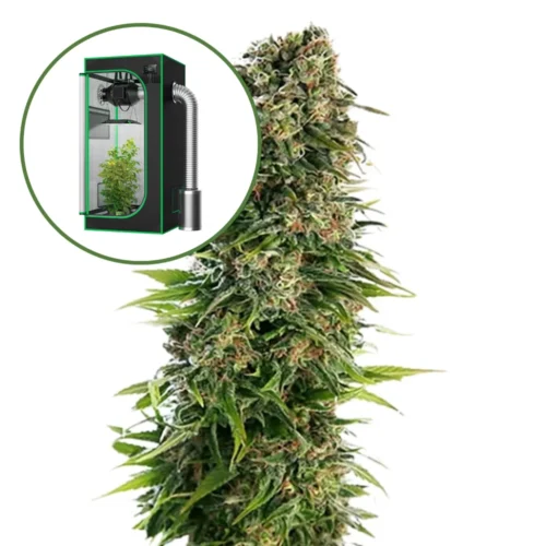 Blue Zkittlez Auto Platinum Indoor Grow Bundle