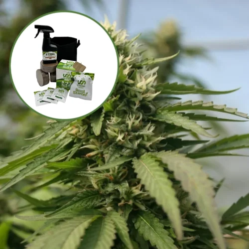 Blueberry Kush x Blackberry Kush Auto High Yield Grow Kit