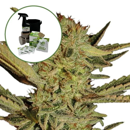 Bubble Gum Auto High Yield Grow Kit