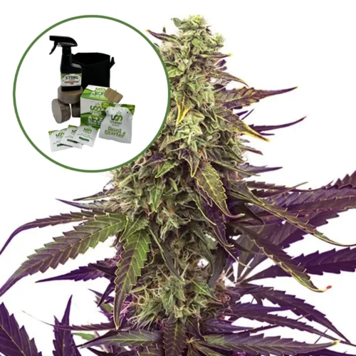 Cereal Milk Auto High Yield Grow Kit