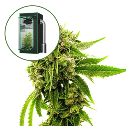 Cheese Auto Platinum Indoor Grow Bundle