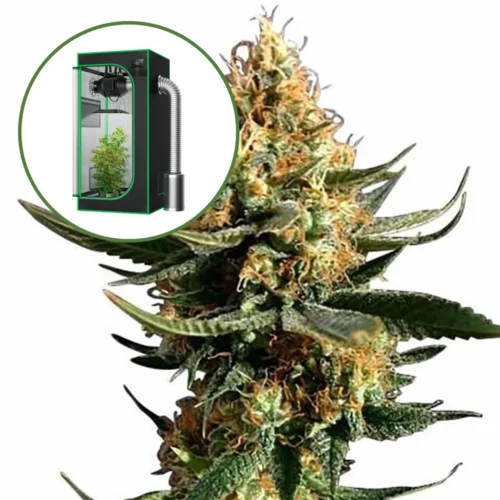 Chemdawg 91 Auto Platinum Indoor Grow Bundle