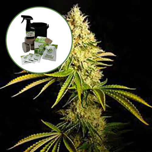 Chemdawg Auto High Yield Grow Kit