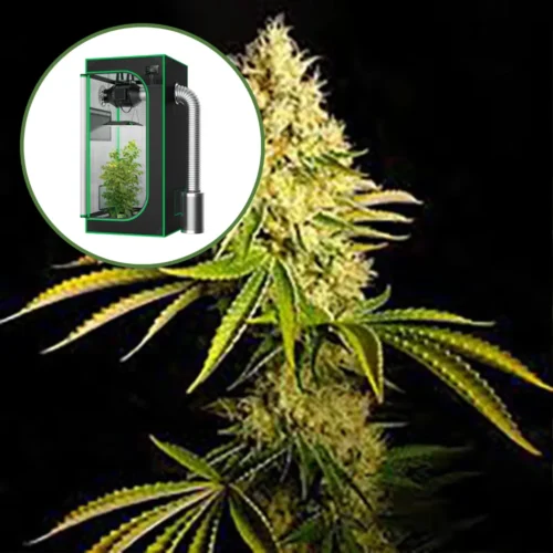 Chemdawg Auto Platinum Indoor Grow Bundle